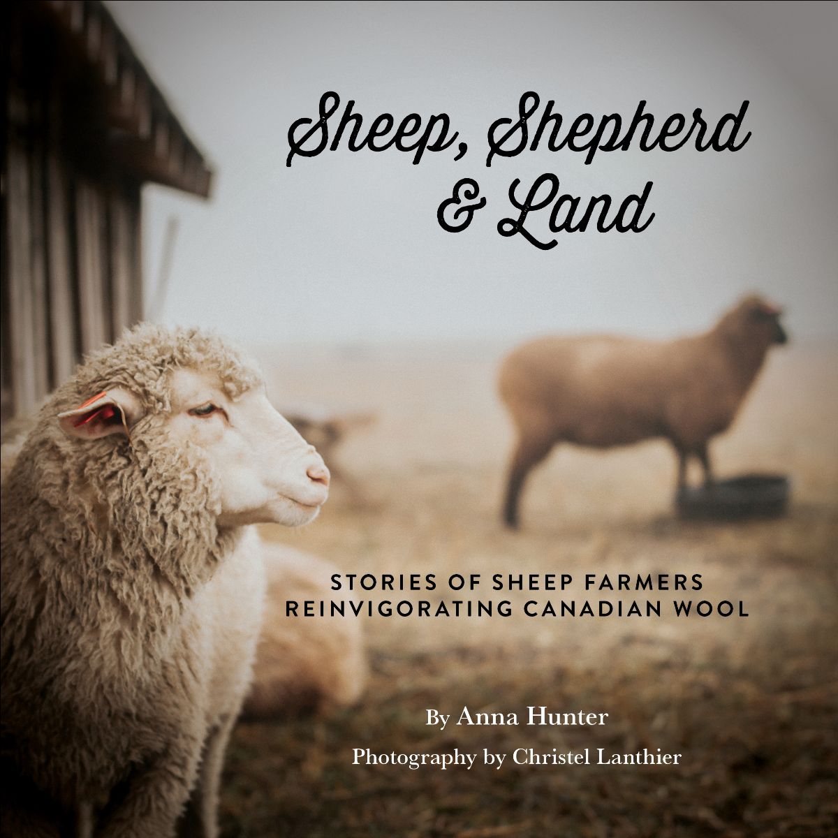 Anna Hunter - Sheep, Shepherd &amp; Land